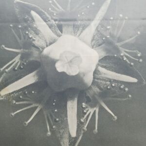 1928 Blossfeldt photogravure.Abstract Black and White Floral Art Print